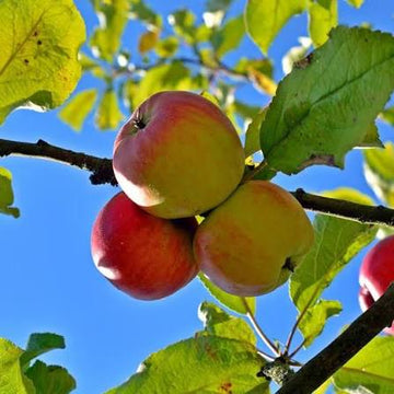 Ambrosia Apples