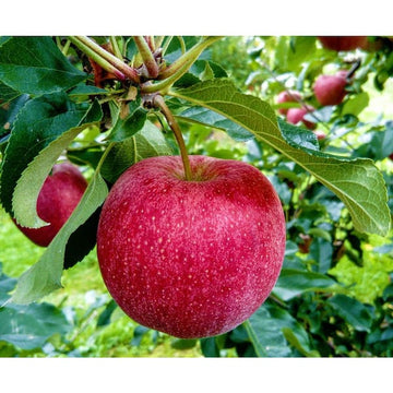 Winesap Apples