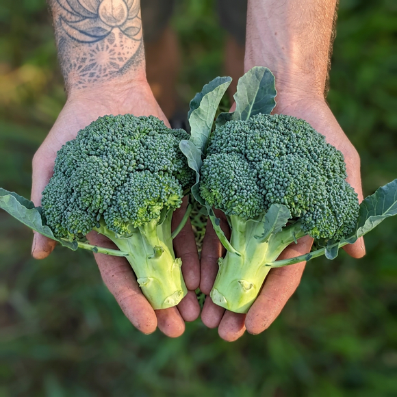 Broccoli in a farmer’s hands, matching your produce photos