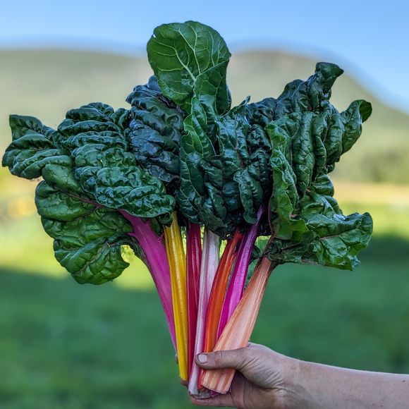 Rainbow Chard