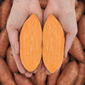 Hands holding a sweet potato cut lengthwise to show its orange flesh, with whole sweet potatoes behind it.