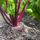 Purple Beet Bunches-2
