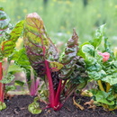 Rainbow Chard-3