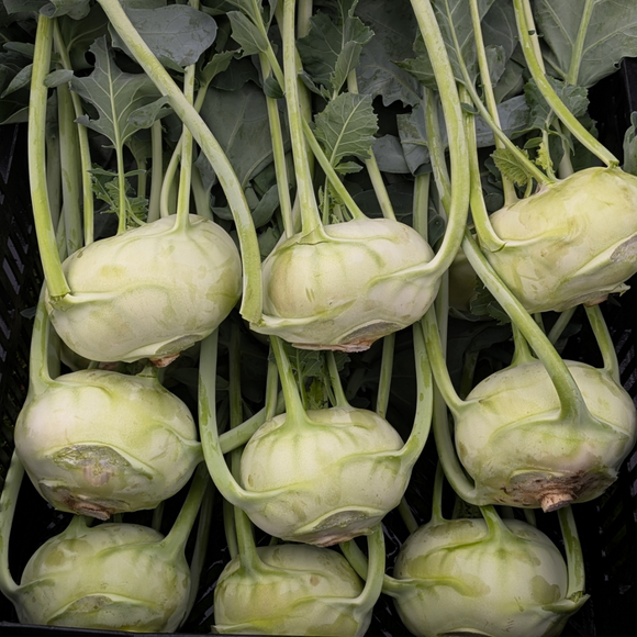 Green Kohlrabi