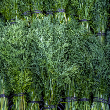 Dill